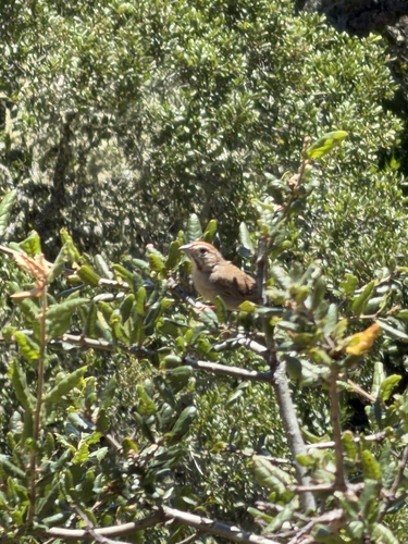 Rufous-crowned Sparrow