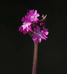 Silene dioica