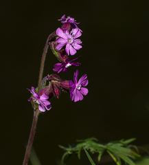 Silene dioica