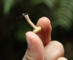 Pholiota subflammans