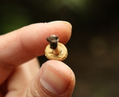 Pholiota subflammans