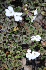 Veronica spathulata