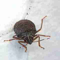 Critheus lineatifrons