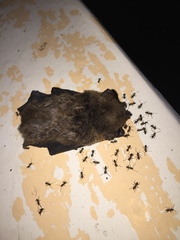 Pipistrellus javanicus