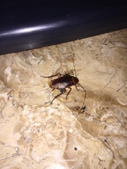 Periplaneta americana