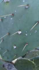 Dactylopius confusus