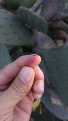 Dactylopius confusus