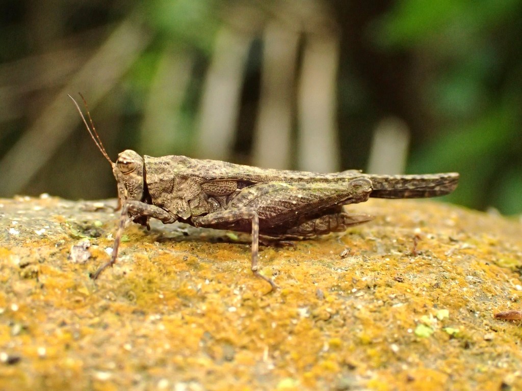 Bolivaritettix sikkimensis