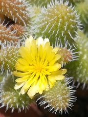 Delosperma echinatum