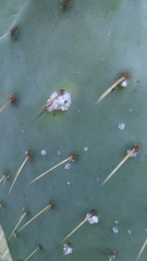 Dactylopius confusus