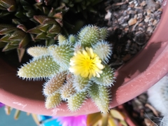 Delosperma echinatum