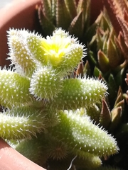 Delosperma echinatum