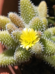 Delosperma echinatum