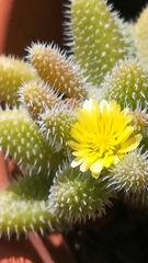 Delosperma echinatum