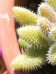 Delosperma echinatum