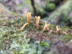Calocera guepinioides