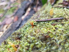 Calocera guepinioides