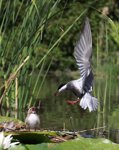 Foto de Whiskered Tern