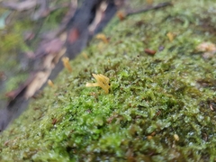 Calocera guepinioides