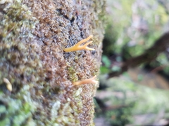 Calocera guepinioides