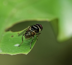 Phytomia