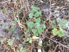 Pelargonium fragrans