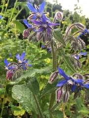 Borago officinalis