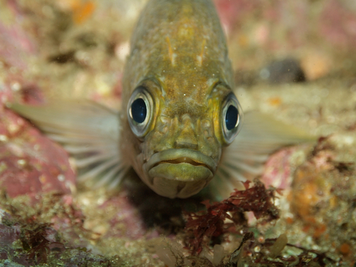 Kelp rockfish (Sebastes atrovirens) — Sebastidae — 3