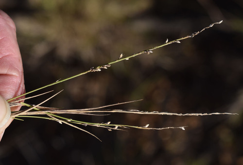 Setaria brownii observed 2026-05-20