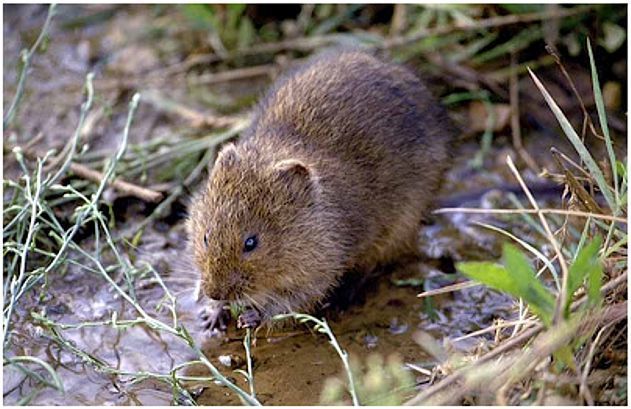 Southwestern Water Vole