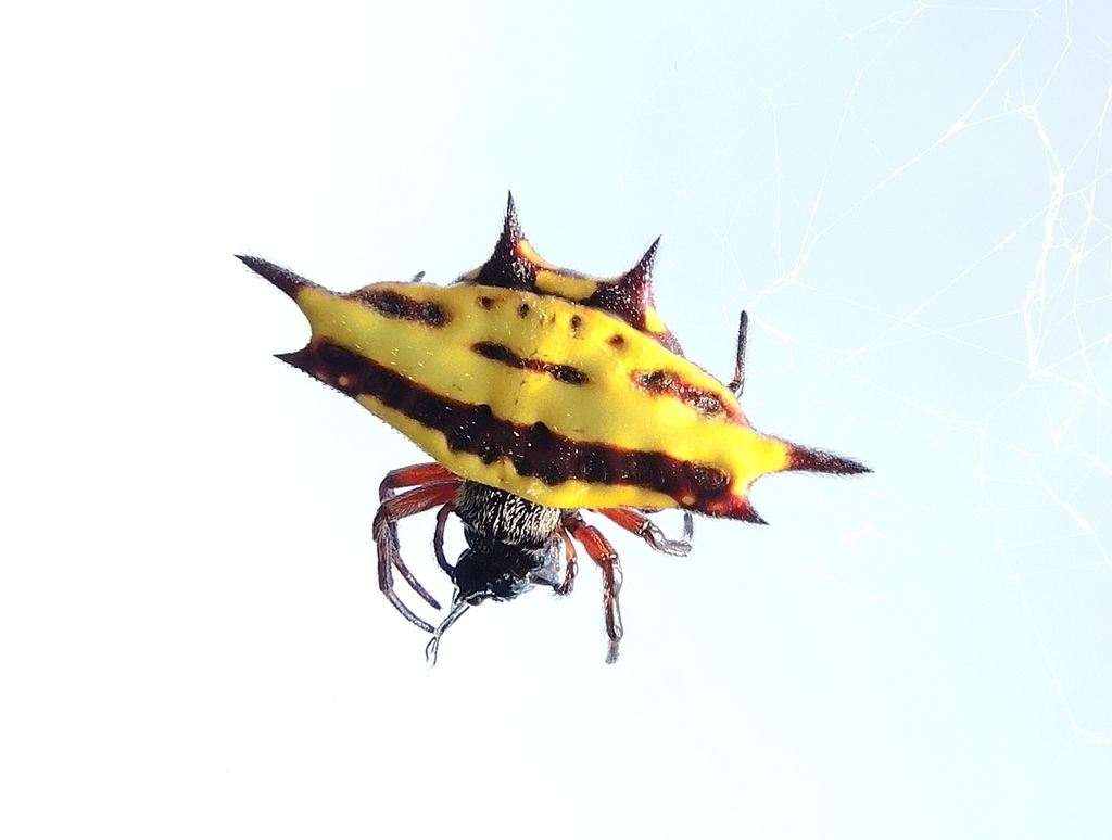 Gasteracantha irradiata