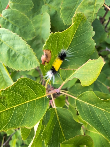 Spotted Tussock Moth