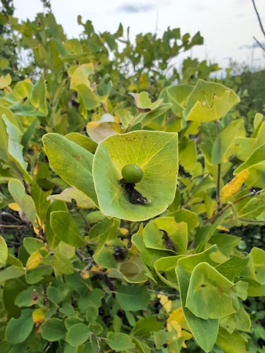 Glaucous Honeysuckle