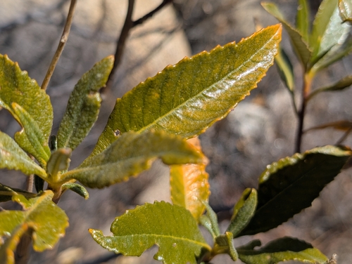 Eriodictyon trichocalyx, photograph 1