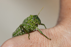 Physemacris variolosa