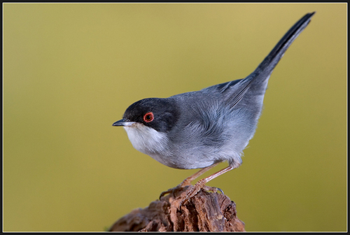 Occhiocotto