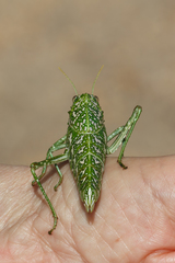Physemacris variolosa