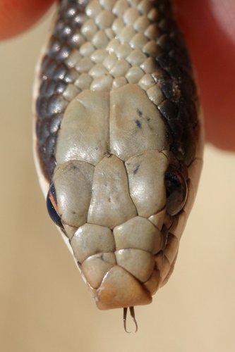 Eastern Patch-nosed Snake