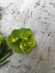 Euphorbia serrata
