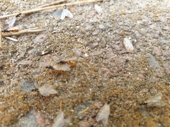 Solenopsis punctaticeps