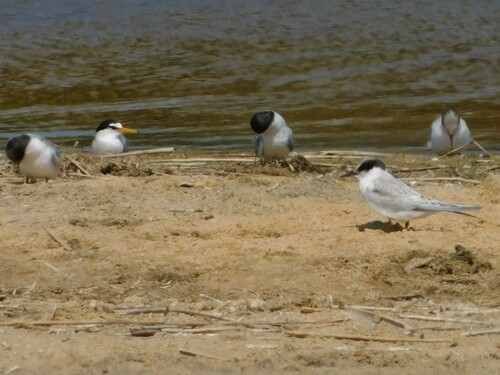 iNaturalist image