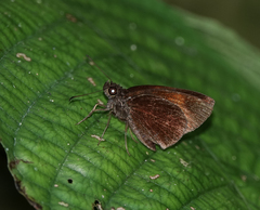 Koruthaialos rubecula