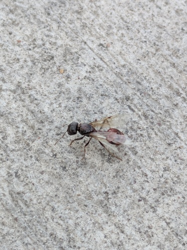Rough Harvester Ant