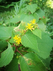 Triumfetta semitriloba