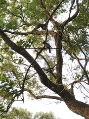 Hypsipetes leucocephalus