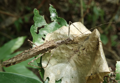 Trachythorax