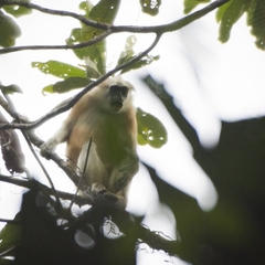 Pig-Tailed Langur photo 2