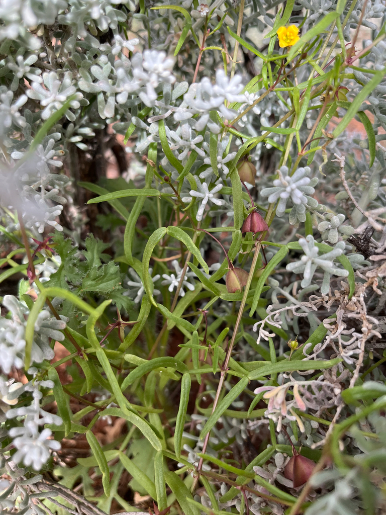 scrambling twinleaf
