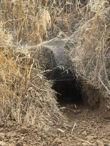 American Badger