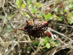 Gasteracantha irradiata